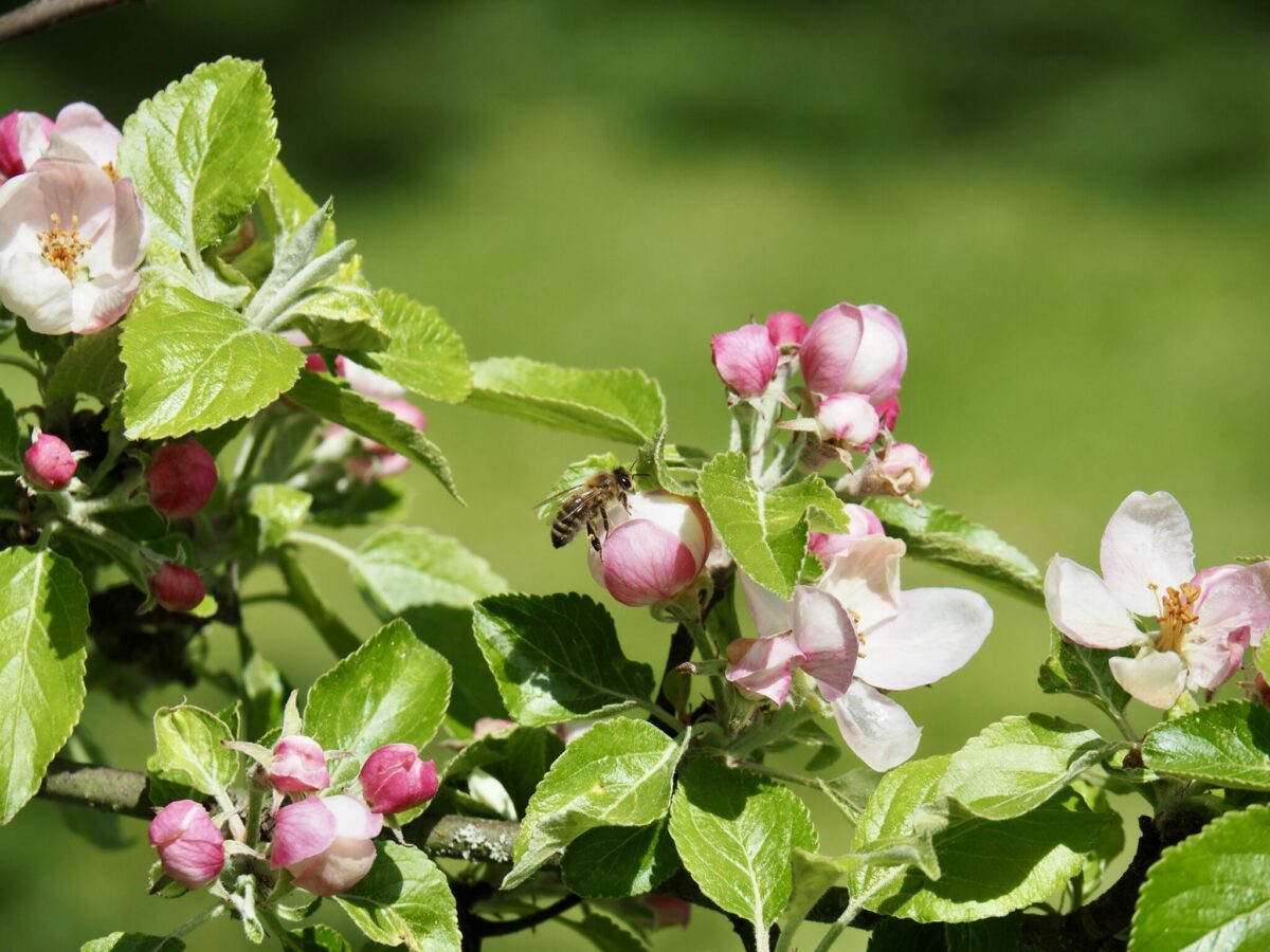 Kalter April, Josefstadtkatzen und Apfelbaumblüte